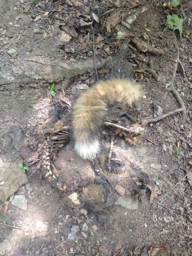 Red Fox photographed in Alabama