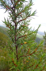 Cliffortia lanceolata