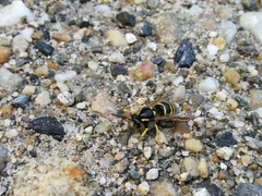 Dolichovespula sylvestris
