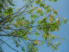 Gonopterodendron arboreum