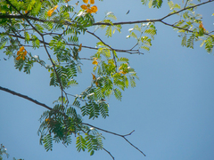 Gonopterodendron arboreum