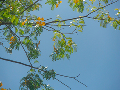 Gonopterodendron arboreum