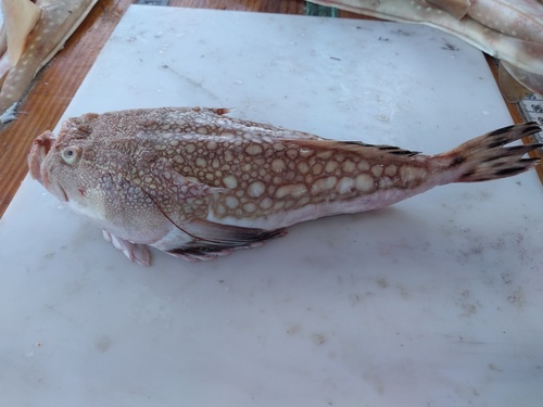 Lancer stargazer (Kathetostoma albigutta) — Uranoscopidae
