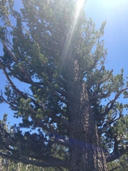 Pinus monticola