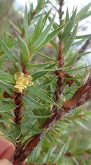 Cliffortia lanceolata