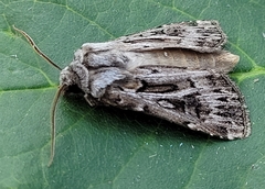 Agrotis robustior