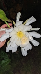 Epiphyllum