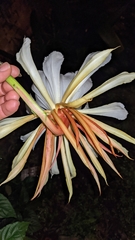 Epiphyllum