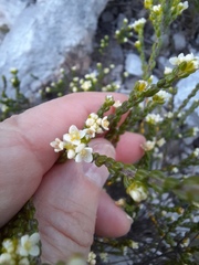 Lachnaea ericoides