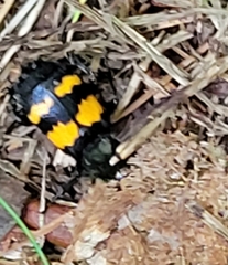 Nicrophorus defodiens