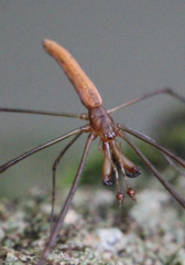 Tetragnatha nitens