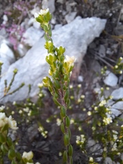 Lachnaea ericoides