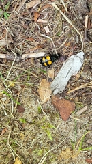 Nicrophorus defodiens
