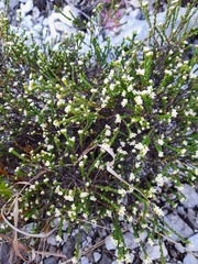 Lachnaea ericoides