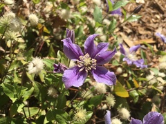 Clematis
