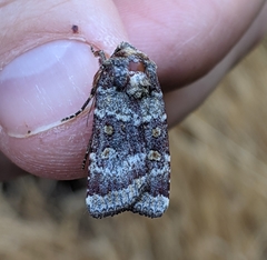 Abagrotis pulchrata