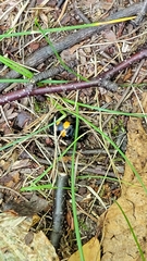 Nicrophorus defodiens