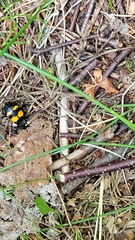 Nicrophorus defodiens