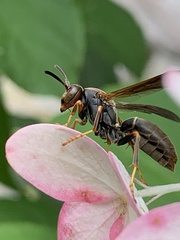 Polistes parametricus