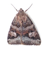 Drasteria adumbrata