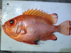 Priacanthidae