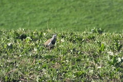 Vanellus melanopterus