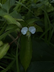 Commelina erecta erecta