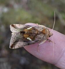 Autographa metallica
