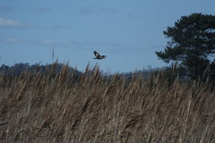 Ixobrychus minutus payesii