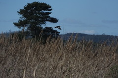 Ixobrychus minutus payesii