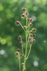 Ligularia glauca