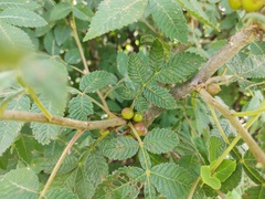Bursera palmeri