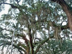 Tillandsia usneoides