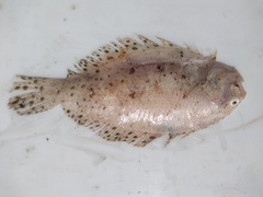 Citharichthys macrops