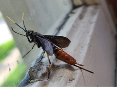 Urocerus cressoni