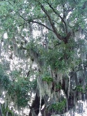 Tillandsia usneoides
