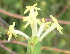 Gnidia oppositifolia