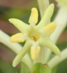 Gnidia oppositifolia