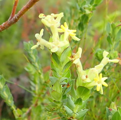 Gnidia oppositifolia