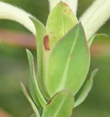 Gnidia oppositifolia