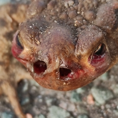 Lucilia bufonivora
