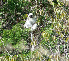 Propithecus deckenii