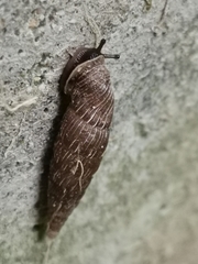 Alinda biplicata
