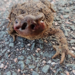 Lucilia bufonivora