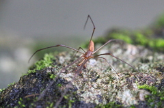 Tetragnatha nitens