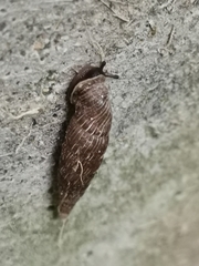 Alinda biplicata