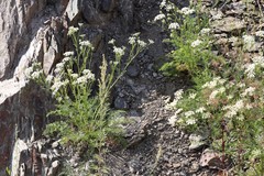 Kitagawia baicalensis