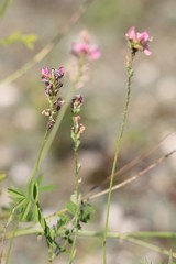 Onobrychis arenaria