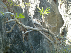 Pachypodium
