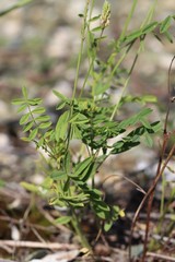 Onobrychis arenaria